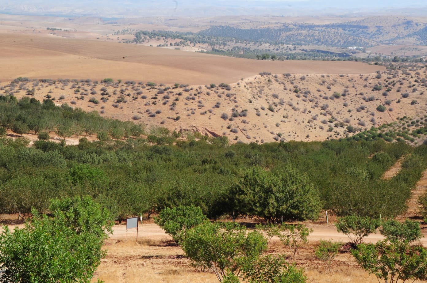 Miel de Caroubier Naturel – 250 g
