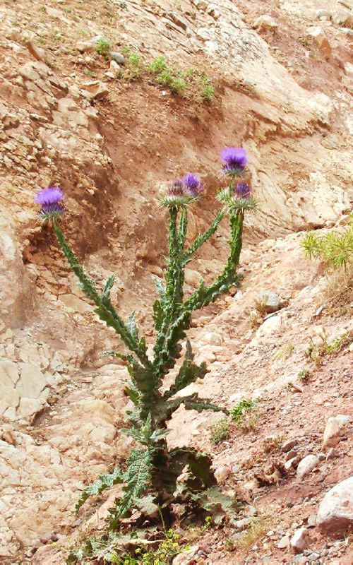 Miel de Chardon Naturel – 250 g