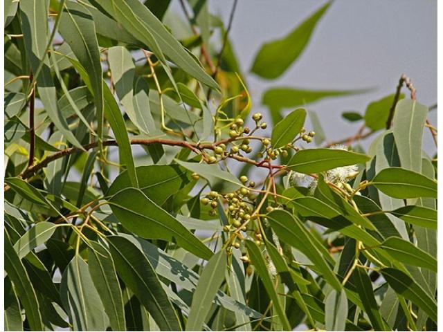 Miel d'eucalyptus Bio-250g