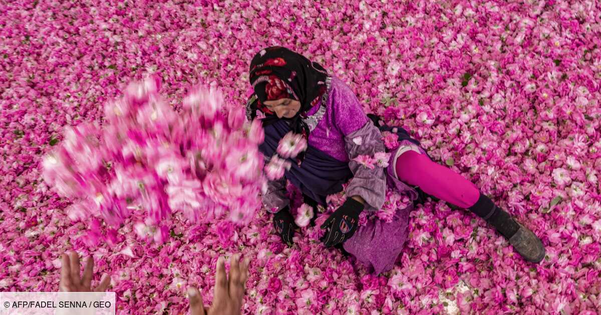 Gommage corps aux herbes aromatiques et à la rose de Damas-120g