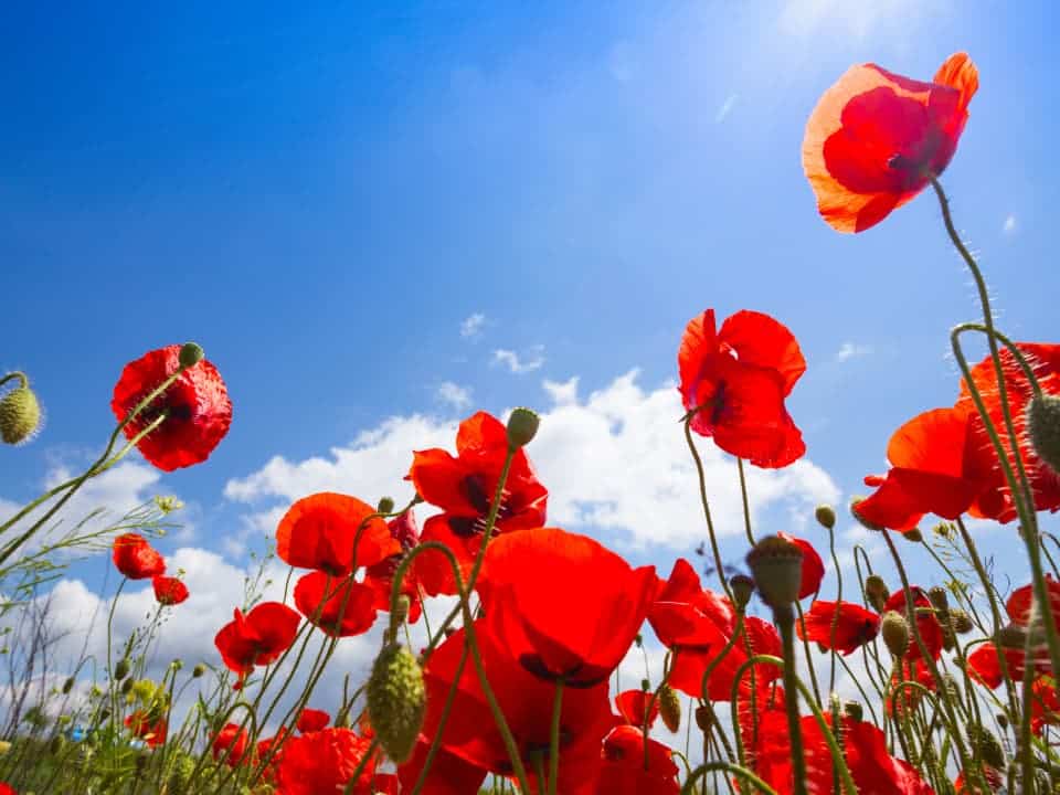 Masque Argile Rouge Grenade et Coquelicot- 100g