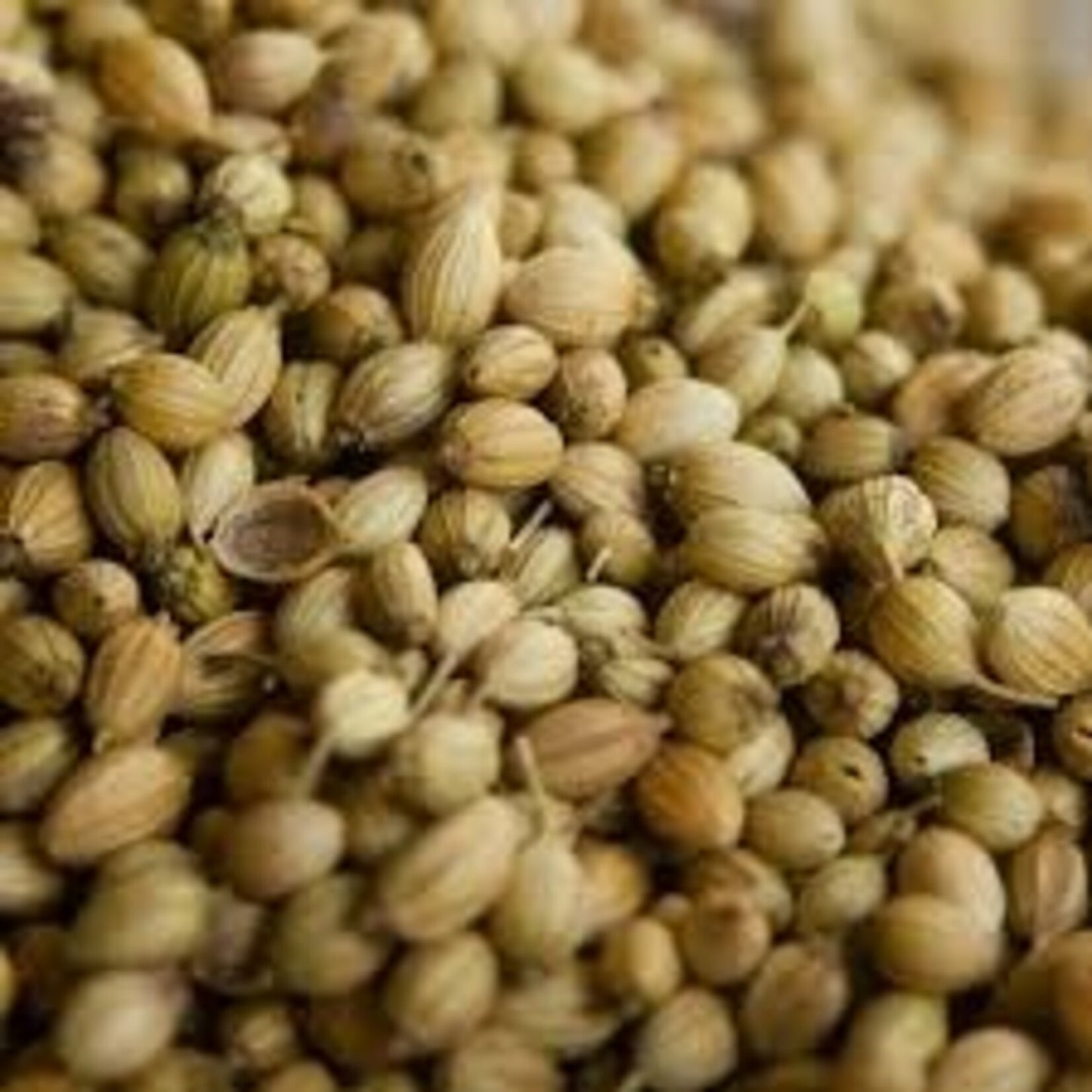 Graines de Coriandre Bio – Parfum Unique pour Cuisine et Soins
