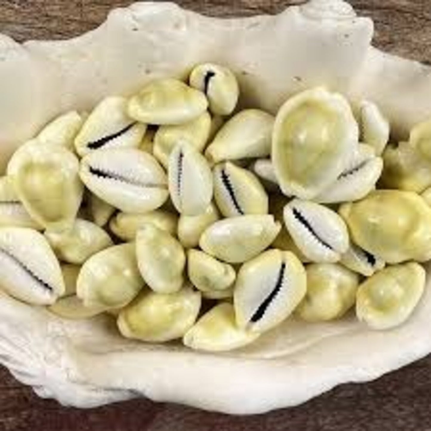 Crème Régénérante à la Cypraea & à l’Escargot – 100g