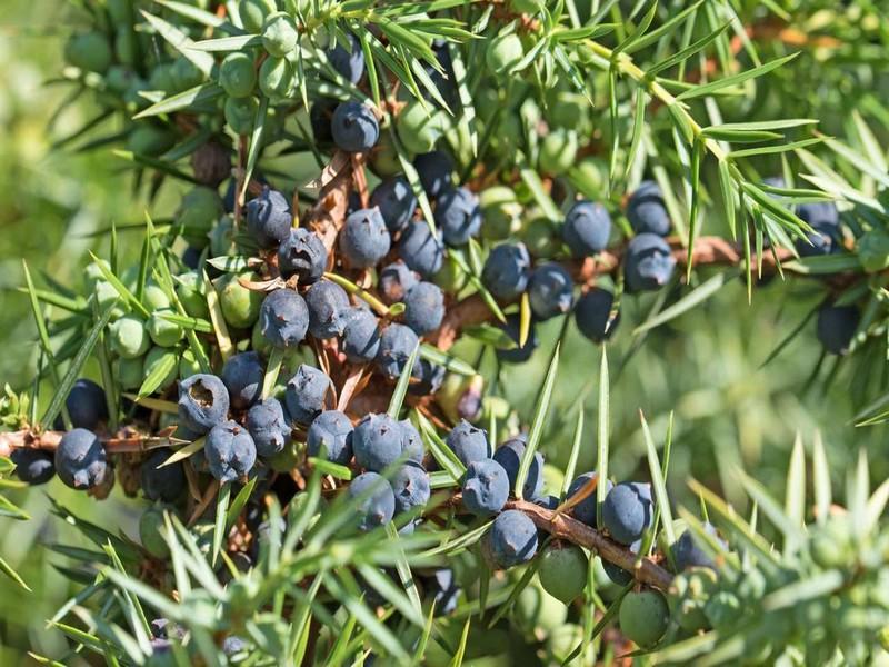 Miel de Genévrier Bio (Arar)-250g